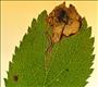 0067 (4.042) Stigmella plagicolella